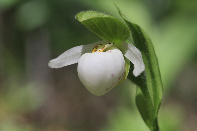 Sparrow's Egg Lady's Slipper