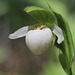 Sparrow's Egg Lady's Slipper