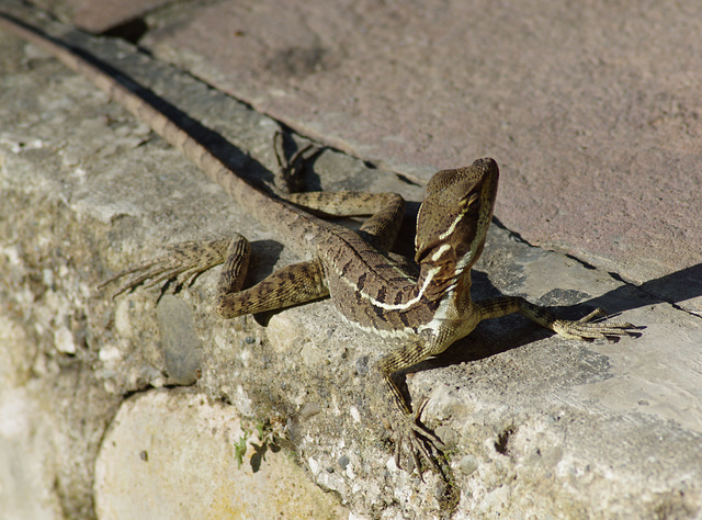 Common Basilisk, juvenile