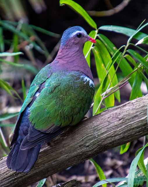 Emerald dove