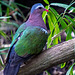 Emerald dove