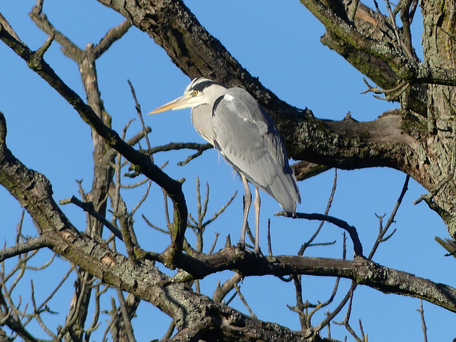 Heron