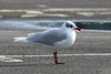 EOS 90D Peter Harriman 11 46 36 51622 mediterraneanGull dpp