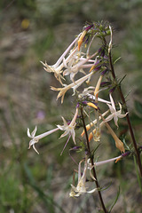 Scarlet Gilia