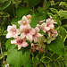 20230521 0198CPw [D~LIP] Glockenstrauch (Weigela florida 'Nana Verigata'), Bad Salzuflen