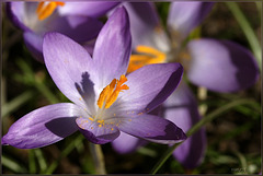 crocus