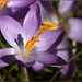 crocus