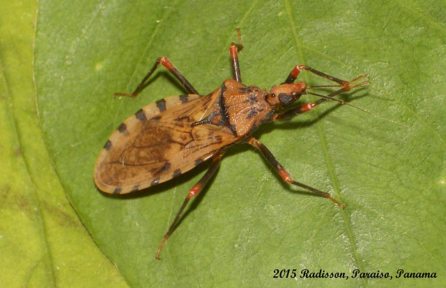 51 Assassin Bug 2