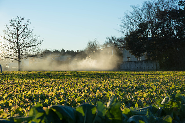 Smoke over the field