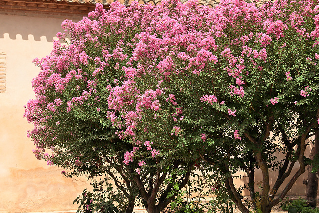 Generalife - Rosa Bäumchen