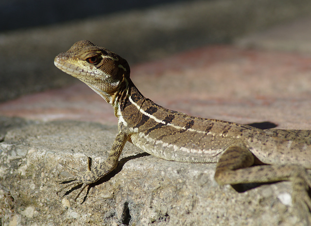 Common Basilisk, juvenile