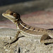 Common Basilisk, juvenile