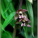 Helleborine Orchid (Epipactis helleborine)