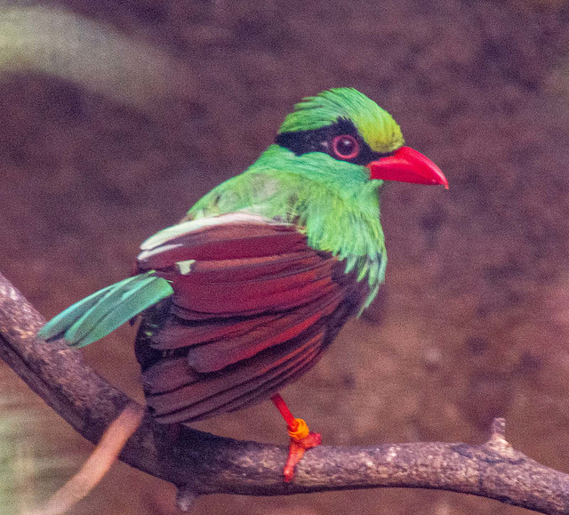 Javan green magpie