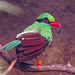 Javan green magpie