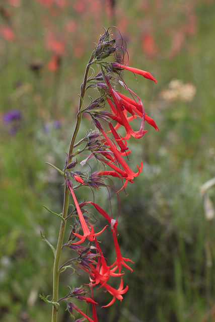 Scarlet Gilia