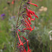 Scarlet Gilia