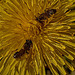 Wallowing In Pollen