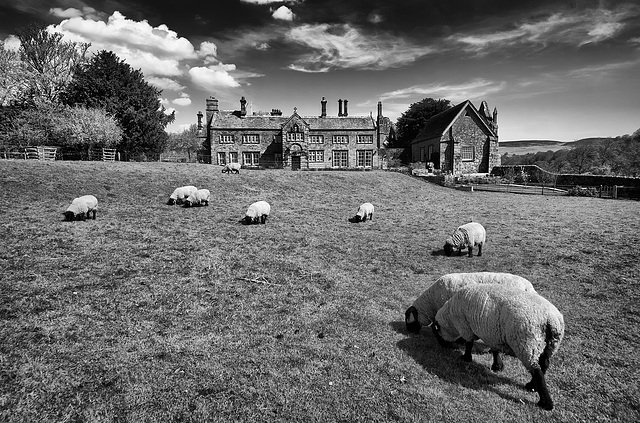 Suffolk sheep's paradise
