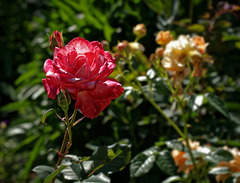 Rose.   5107618