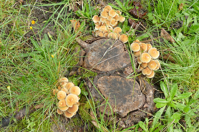 Filets mignons et leur garniture de champignons.