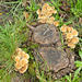Filets mignons et leur garniture de champignons.