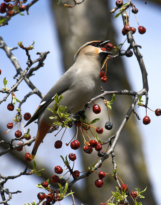 jaseur boréal / bohemian waxwing