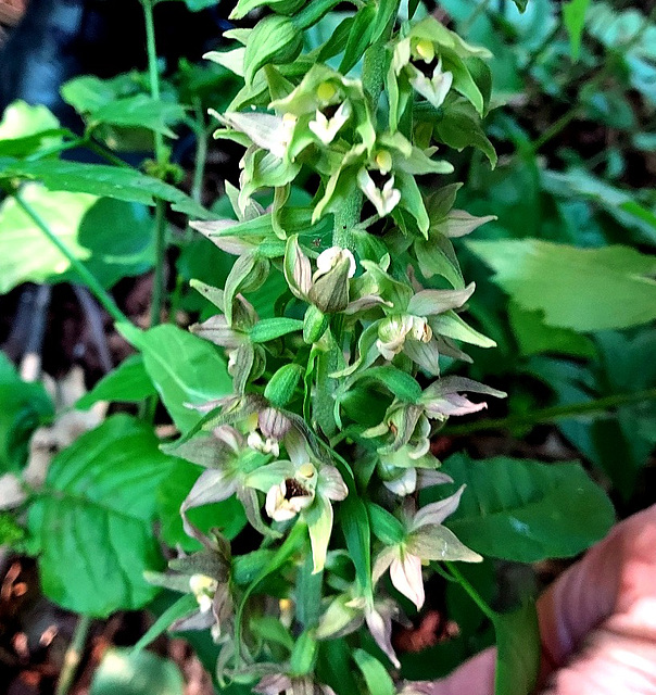 Helleborine Orchid (Epipactis helleborine)