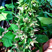 Helleborine Orchid (Epipactis helleborine)