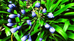 Agapanthus Buds