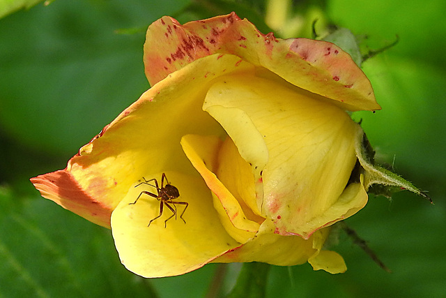 20240601 0238CPw [D~LIP] Rose, Langhorn-Buschräuber (Himacerus apterus), BS