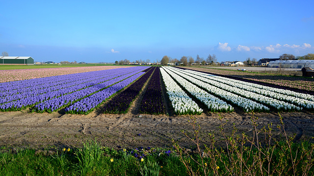 Flower bulb ﬁelds