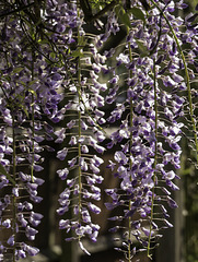 A view through Wisteria flowers