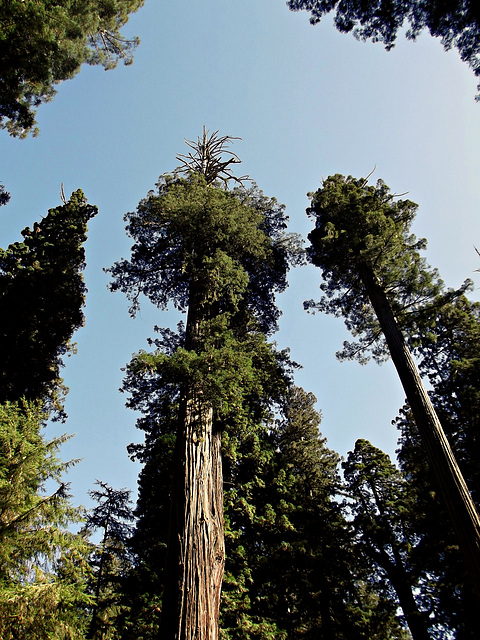 Old growth redwoods