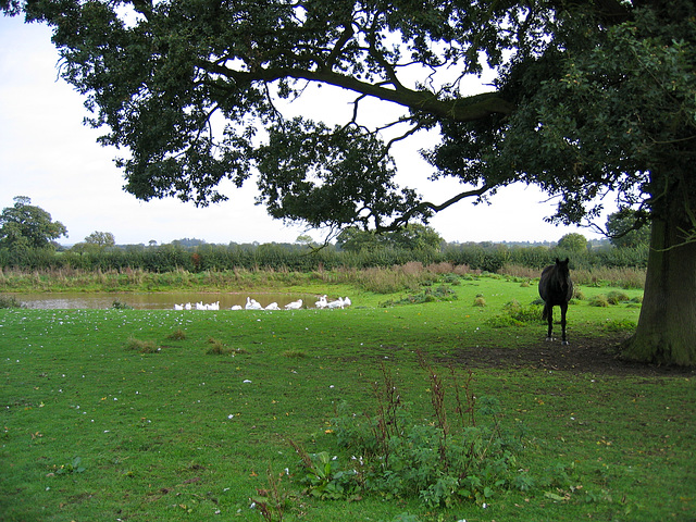 Near The Fields Farm