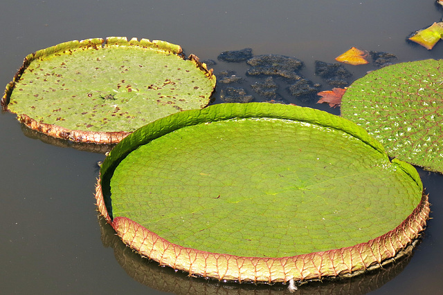 Victoria cruziana, Parc de la Tête d'Or, Lyon (Rhône)