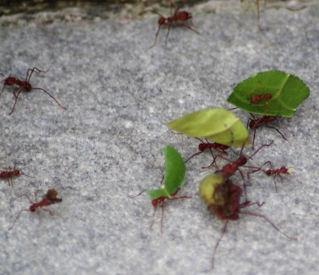 Leafcutter Ants