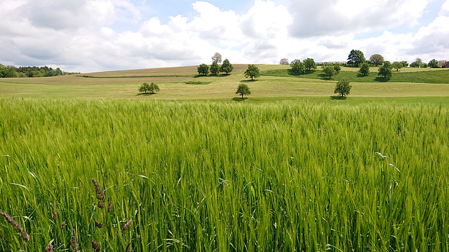 Oberschwäbische Landschaft