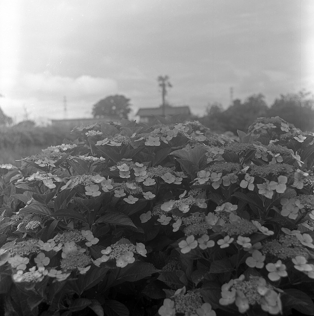 Hydrangea