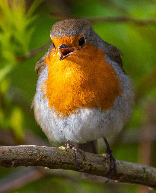 Robin