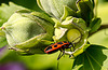 20150828 8638VRAw [D~RI] Roseneibisch (Hibiscus), Feuerwanze, Rinteln