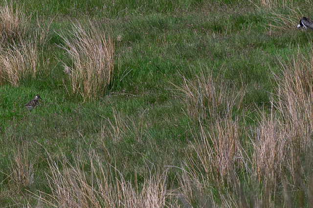 Lapwing chick-3