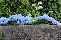 Hydrangea macrophylla, HWW