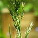 20230520 0153CPw [D~LIP] Wiesen-Rispengras (Poa pratensis agg), Bad Salzuflen