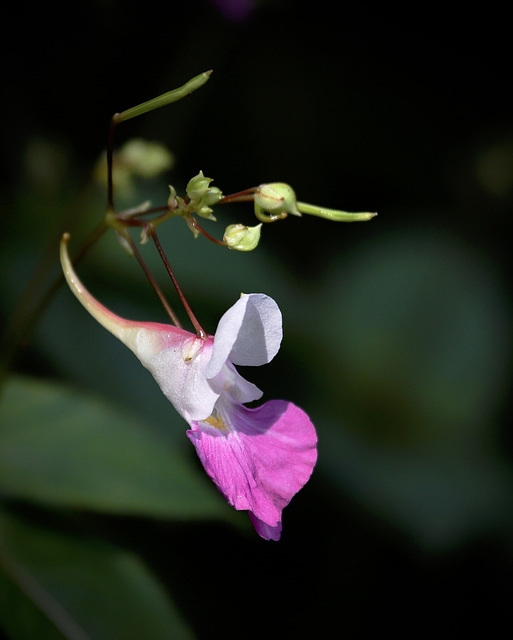 Balsamine des jardins