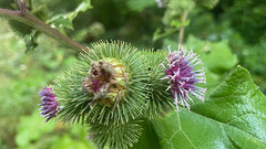 Arctium lappa (1)