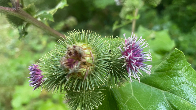 Arctium lappa (1)