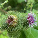 Arctium lappa (1)