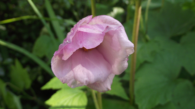 The Japanese anemone is starting to bloom