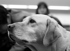 Guide dog "Lucky"